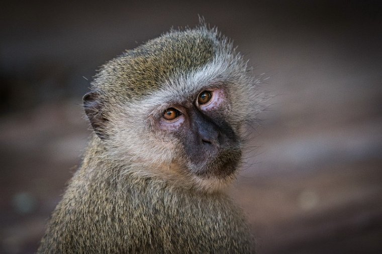 057 Botswana, Chobe NP, baviaan.jpg